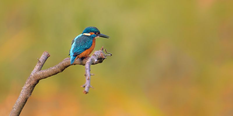 Hübscher Eisvogel morgens am Gartenteich