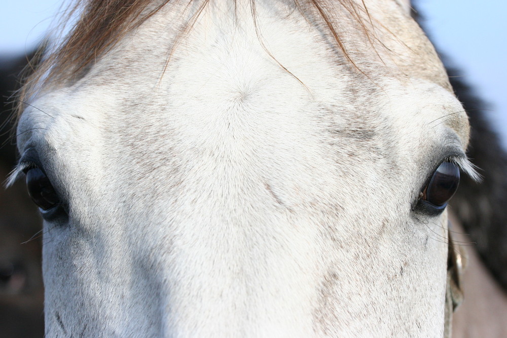 Hübscher Focus