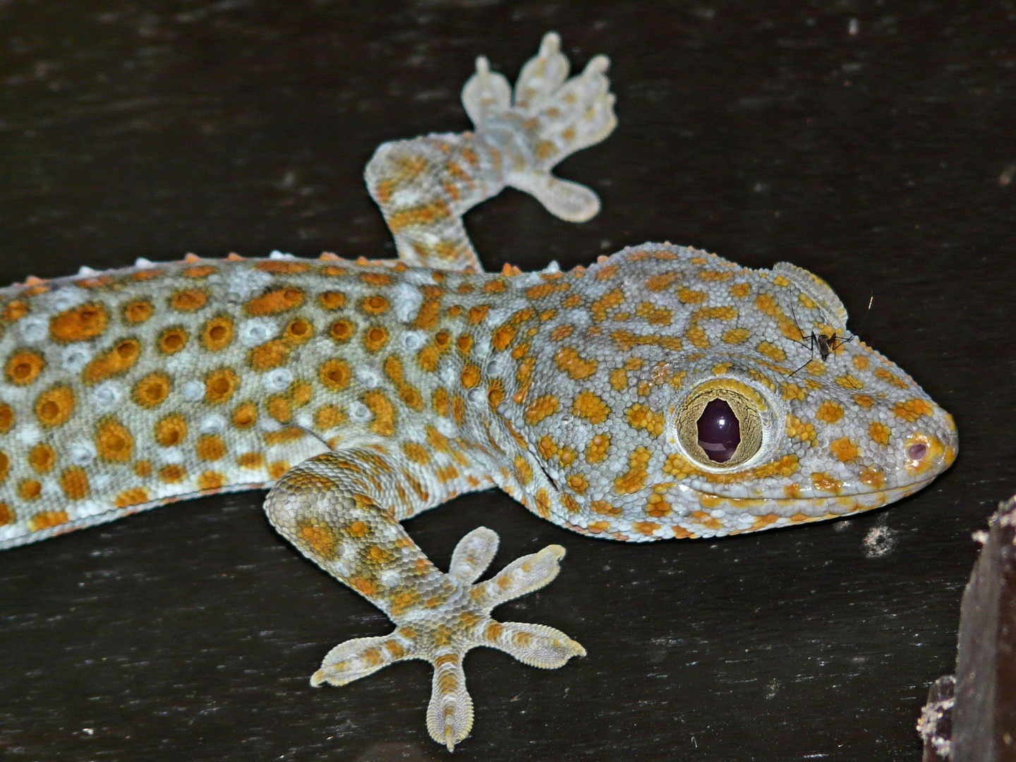 Hübscher Gekko auf Ko Chang