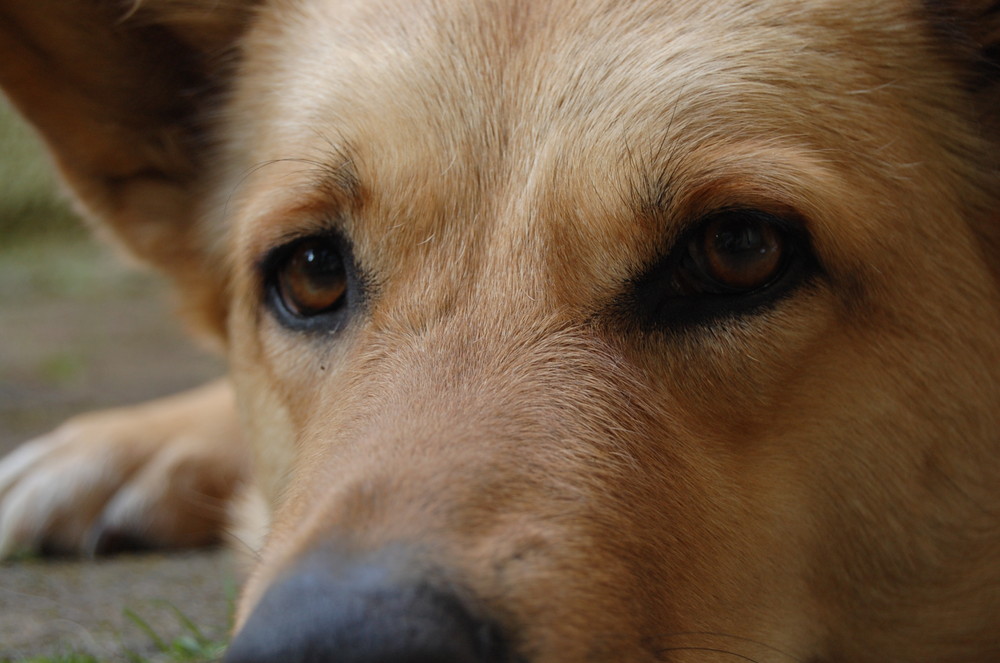 Hübscher Hund