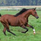 "Hübscher Junge" im freien Galopp