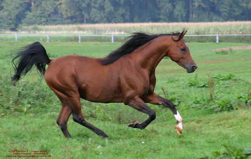 "Hübscher Junge" im freien Galopp