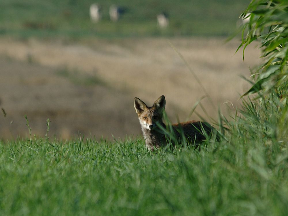 Hübscher Jungfuchs