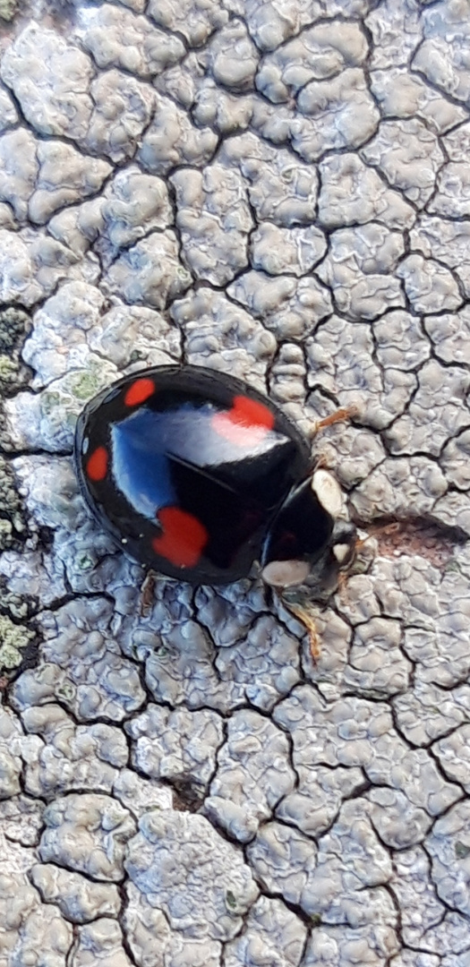 Hübscher Käfer