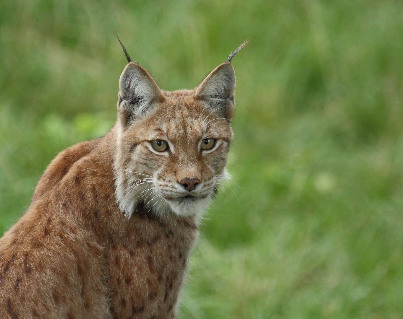 Hübscher Luchs