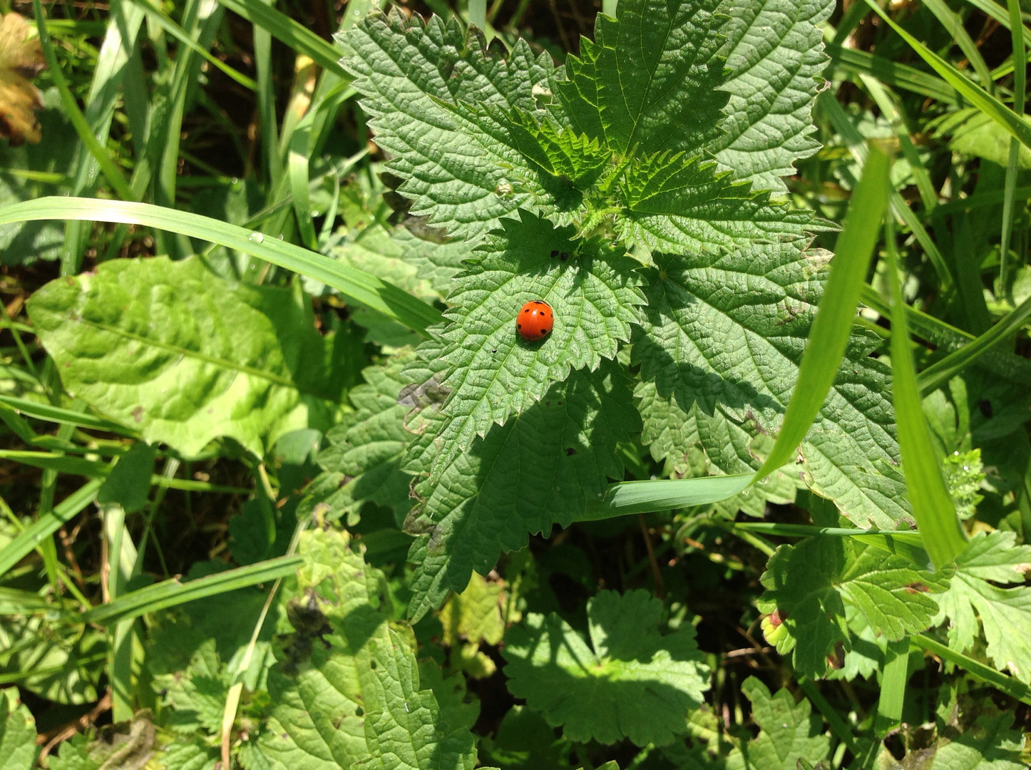 Hübscher marienkäfer&#128030;