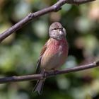 Hübscher Sänger - Bluthänfling - Carduelis cannabina