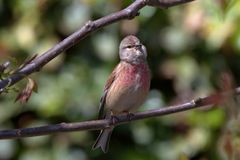 Hübscher Sänger - Bluthänfling - Carduelis cannabina