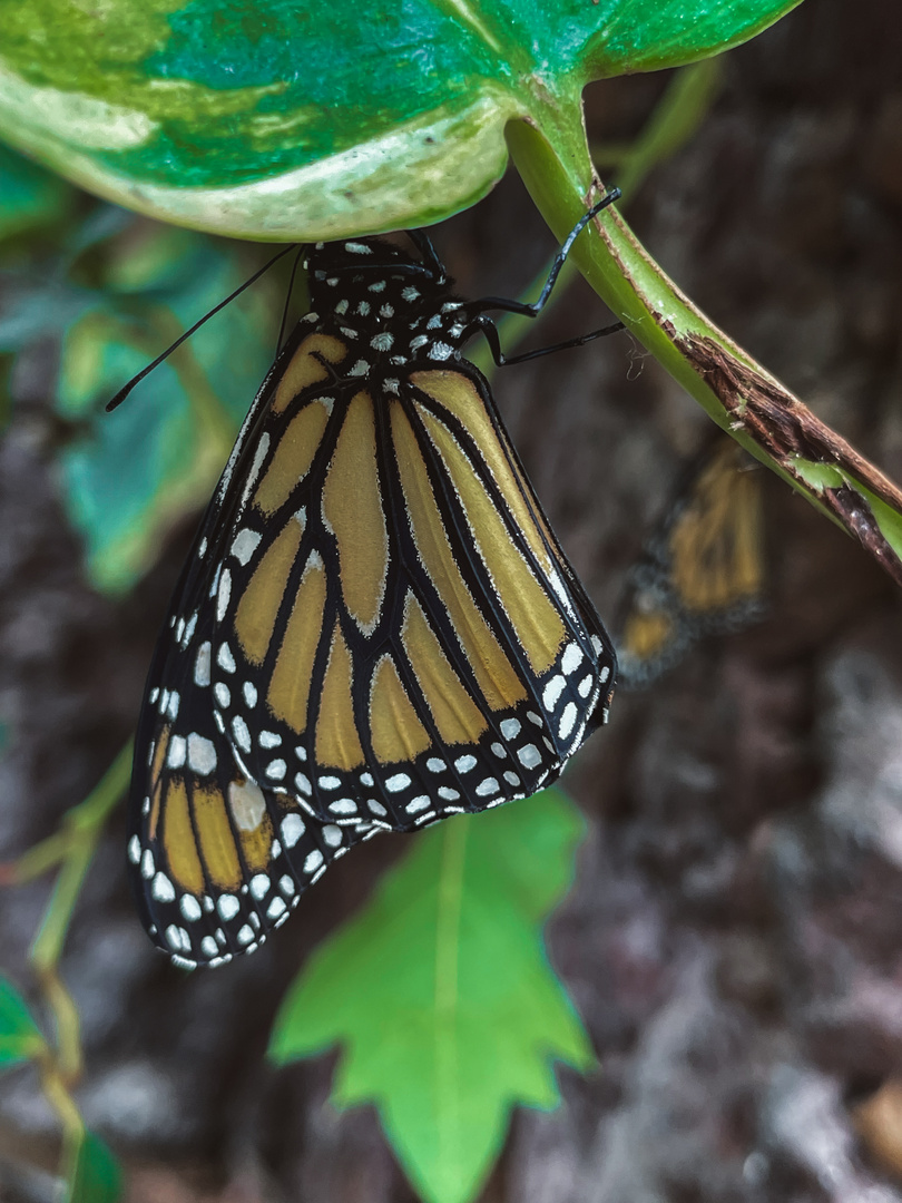 Hübscher Schmetterling