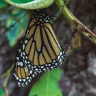 Hübscher Schmetterling