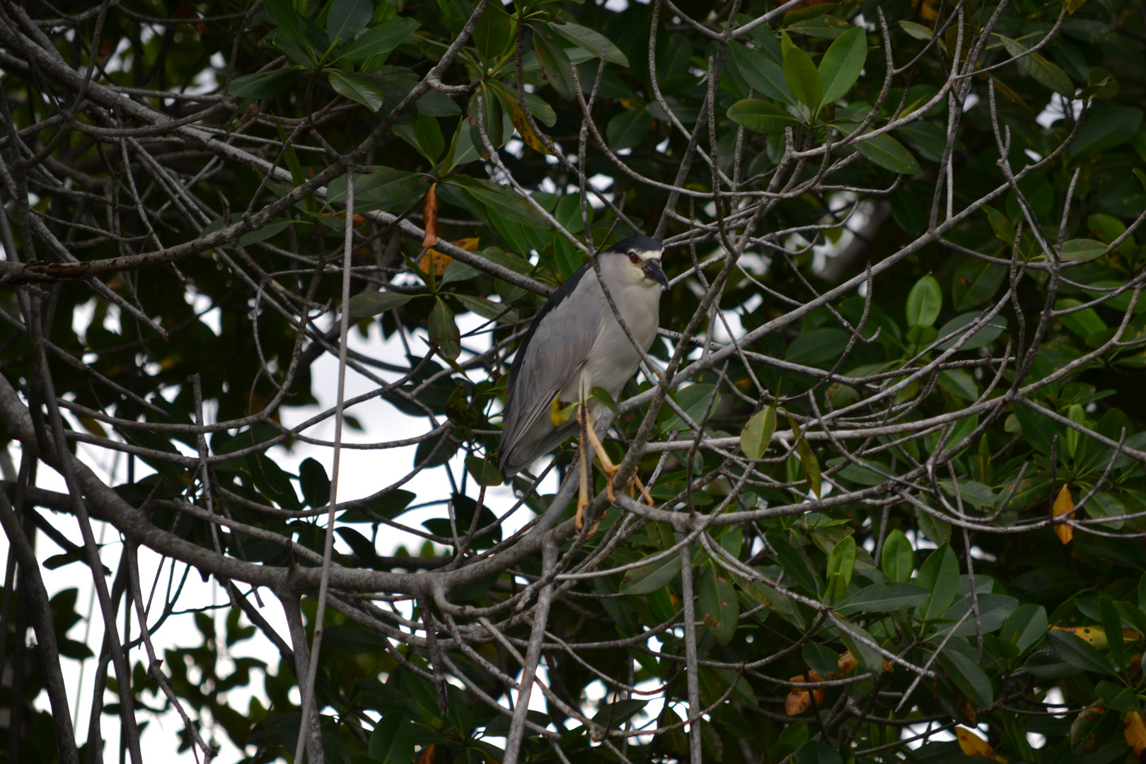 Hübscher Vogel