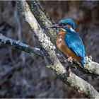 hübscher Vogel, häßlicher Ansitz  .....