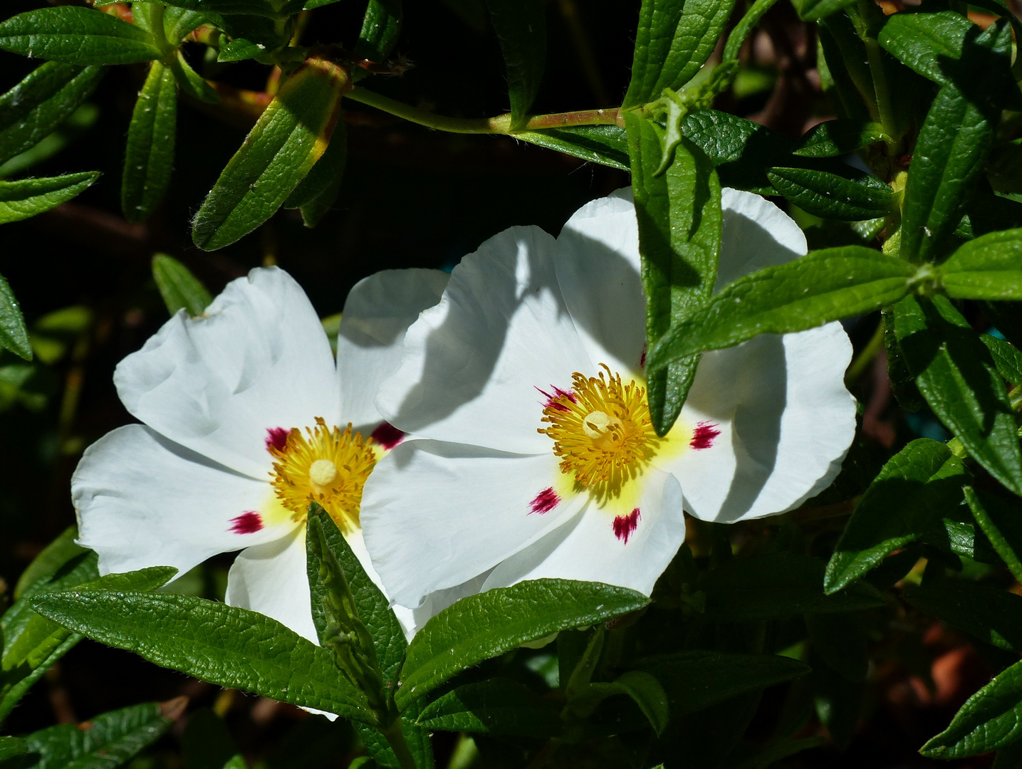 hübsches Duo