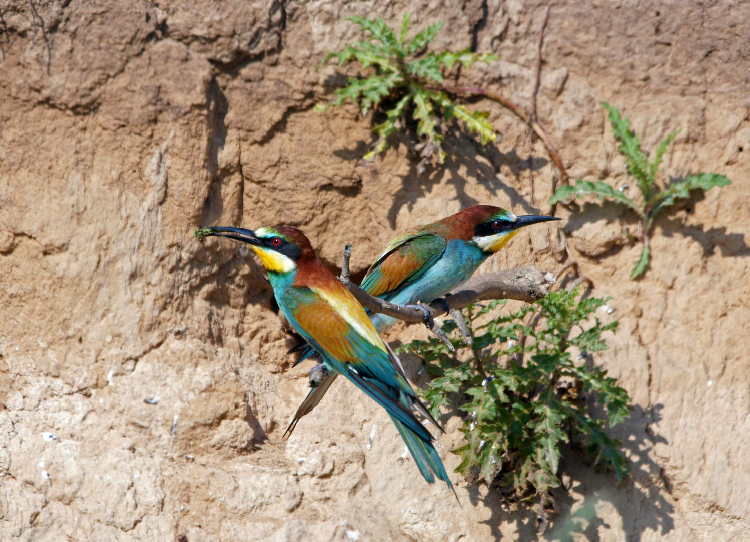 Hübsches Duo