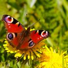 hübsches Duo - Tagpfauenauge auf der frischen Löwenzahnblüte