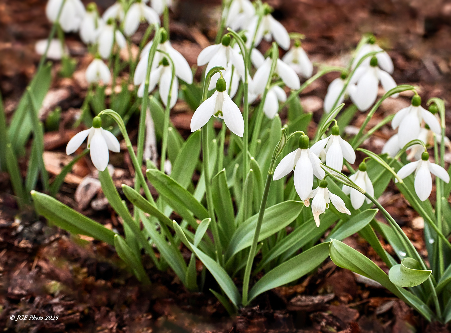 Hübsches Februar-Mädchen namens Schneeglöckchen