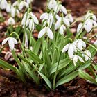 Hübsches Februar-Mädchen namens Schneeglöckchen