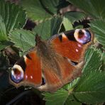 hübsches Gartenmonster - zweiter Teil