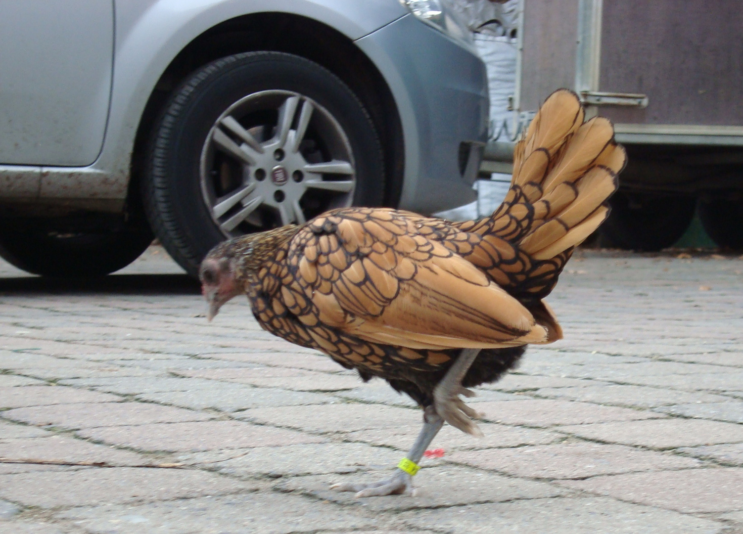 hübsches Huhn