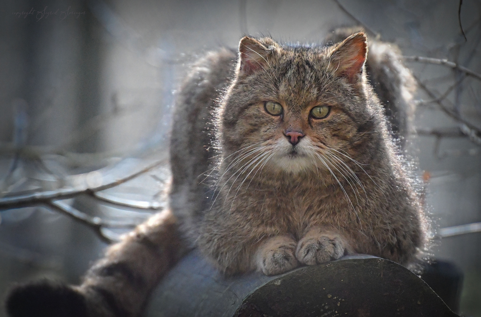 hübsches Katerchen