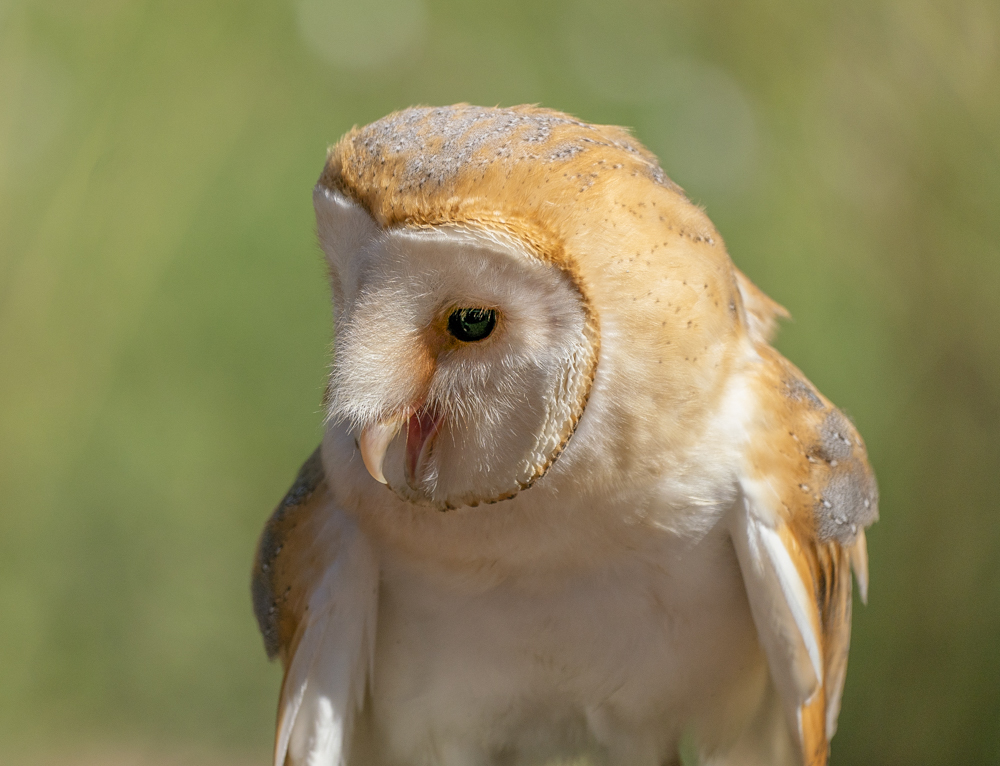 Hübsches Kerlchen