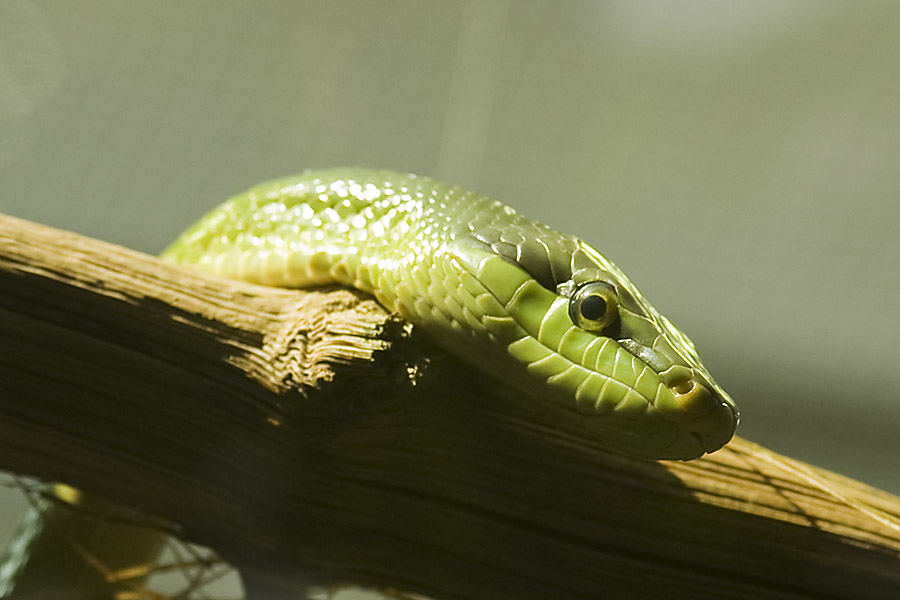 Hübsches Portrait