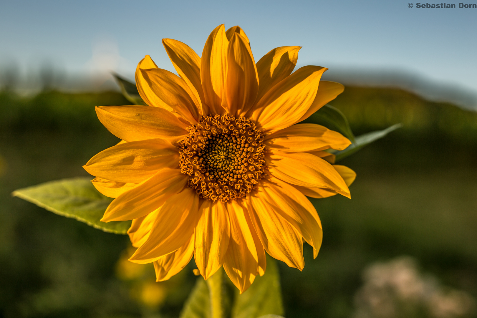 hübsches Sonnenblümchen