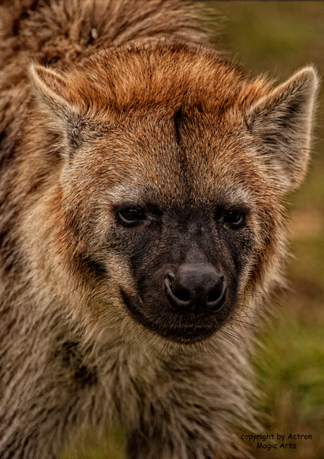 Hübsches Tierchen