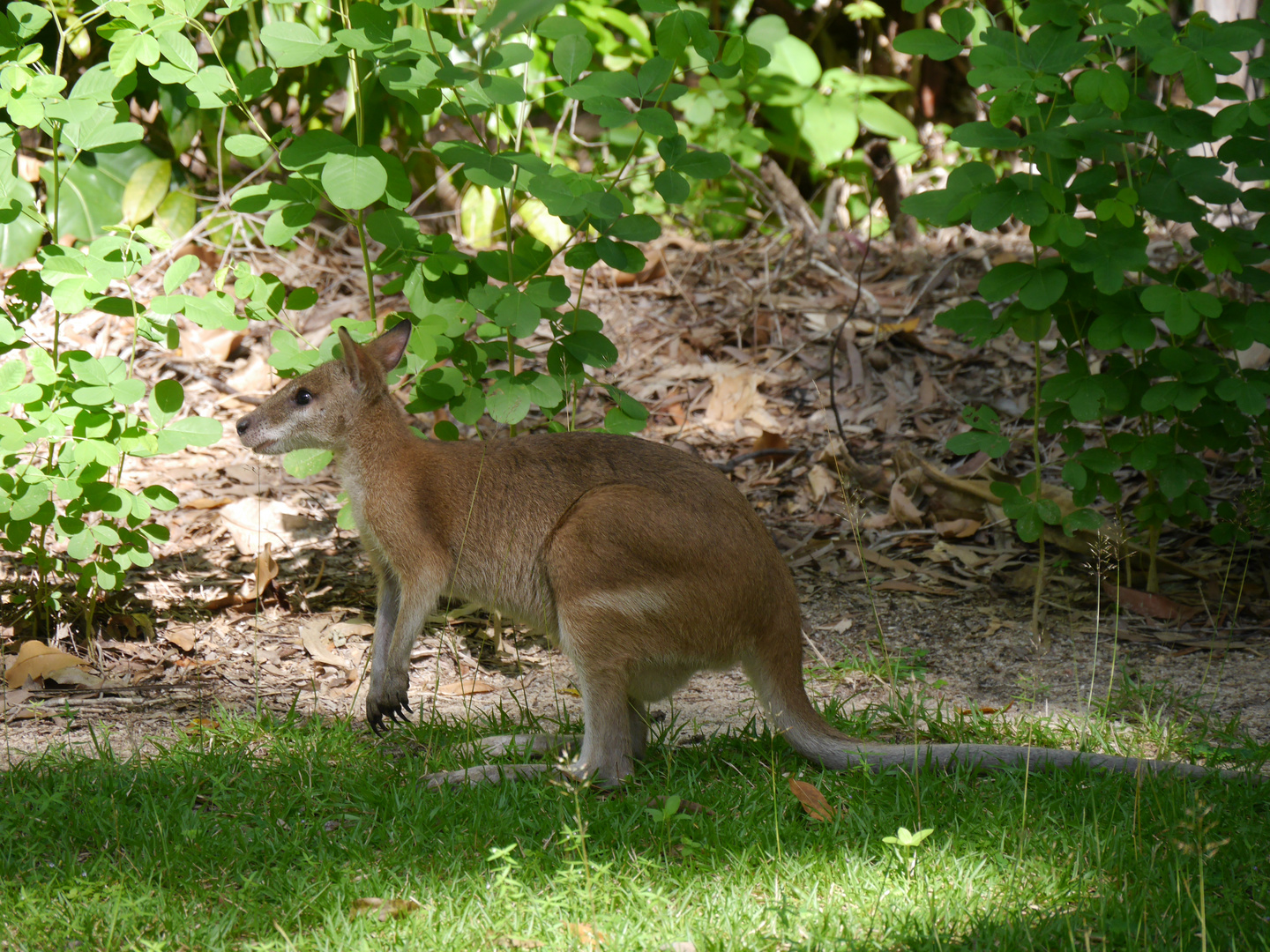 Hübschgesichtwallaby  -  Whiptail Wallaby