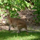 Hübschgesichtwallaby  -  Whiptail Wallaby