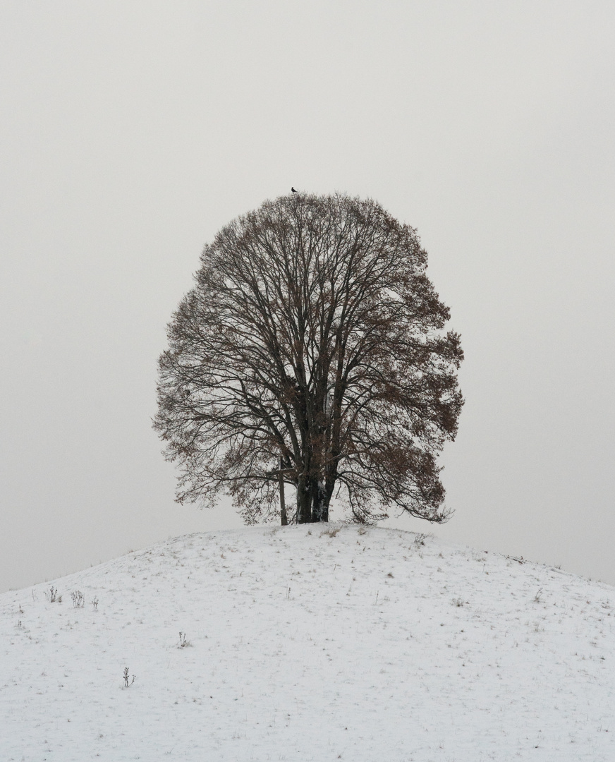 Hügel, Baum, Vogel, Kälte