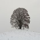 Hügel, Baum, Vogel, Kälte