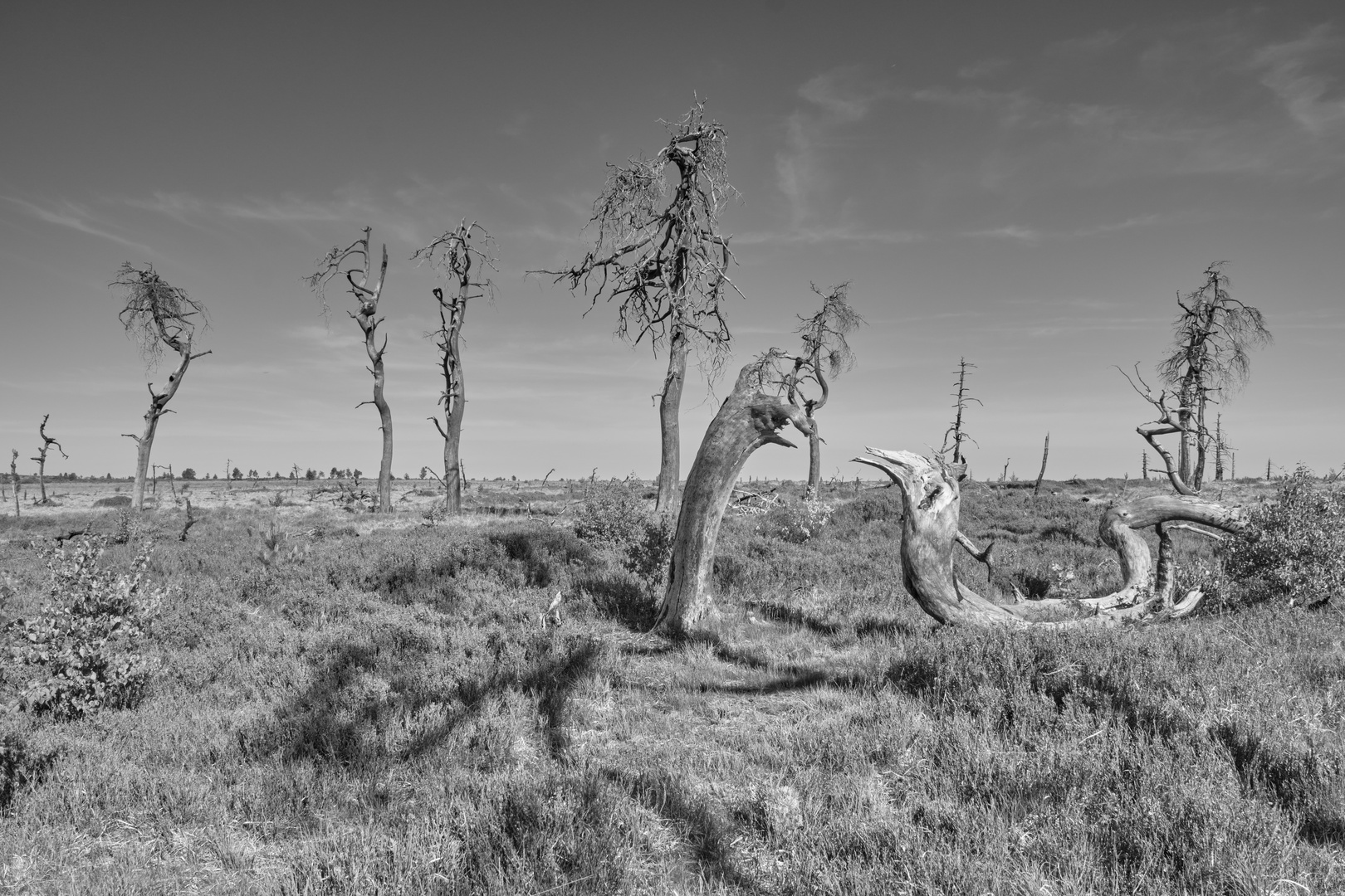 Hügel der toten Bäume Foto & Bild landschaft, bäume, natur Bilder auf