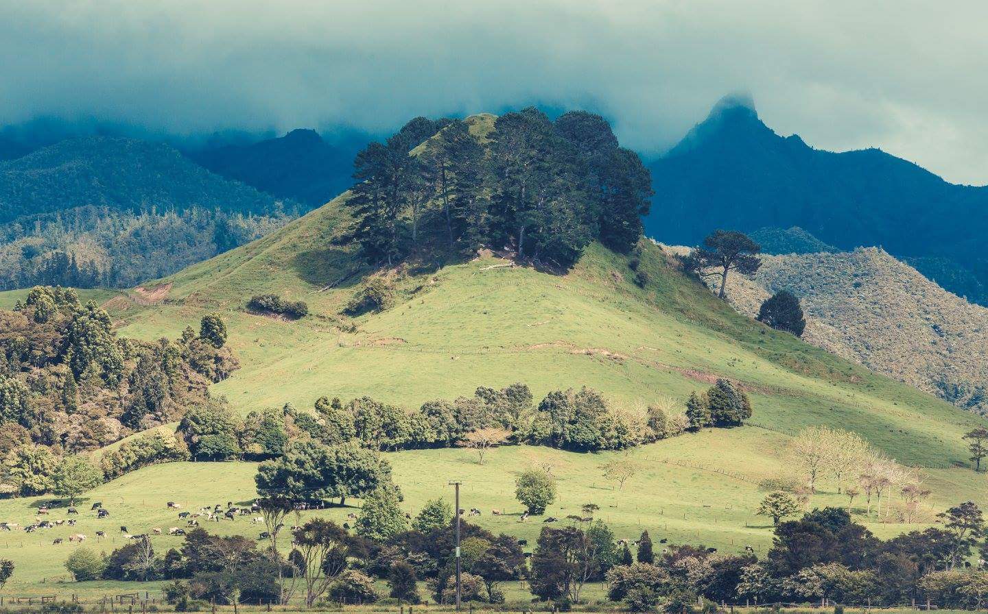 Hügel im Neuseeland 