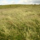 Hügel - Landschaft im Vorharz