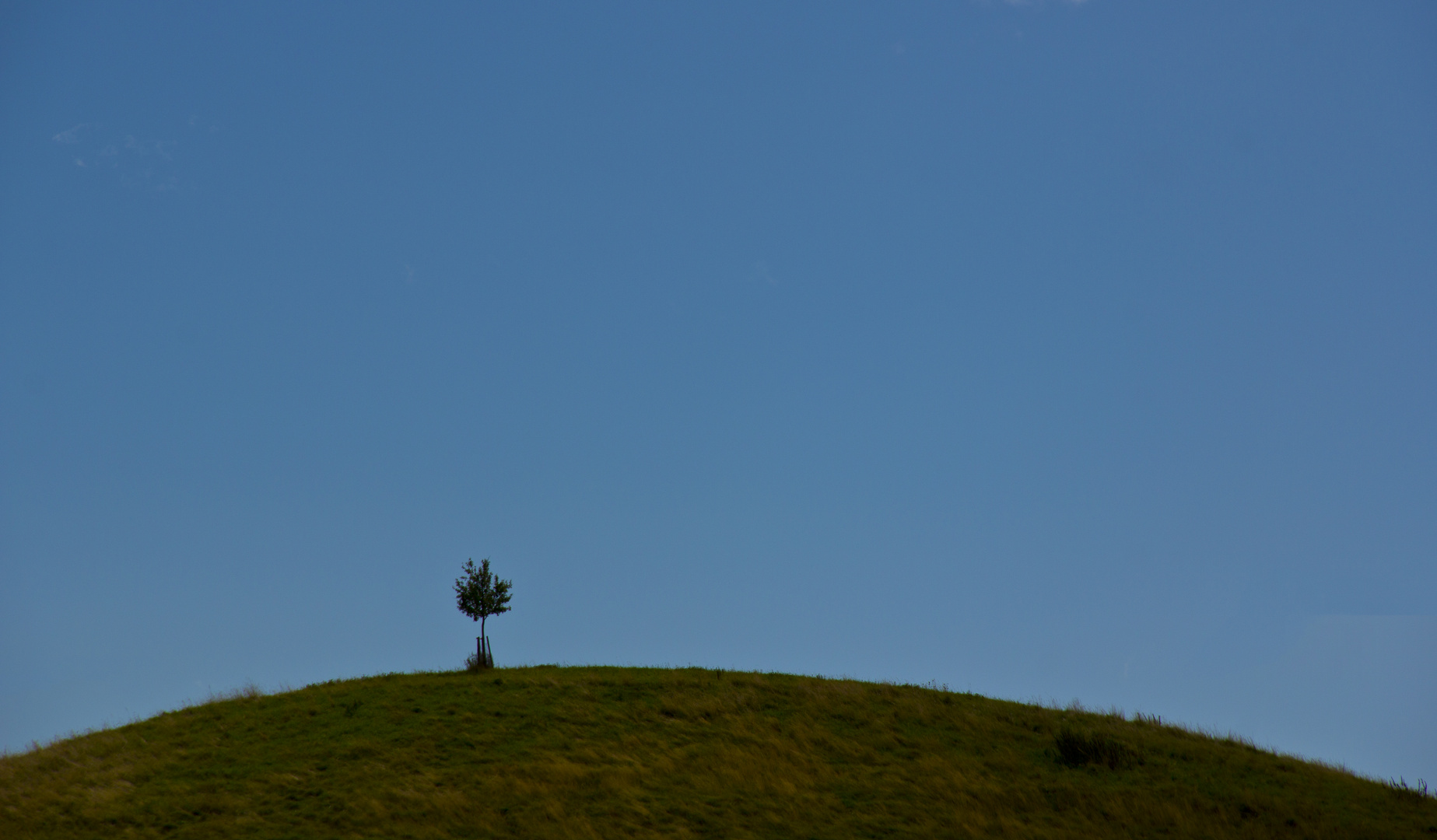 Hügel mit Baum