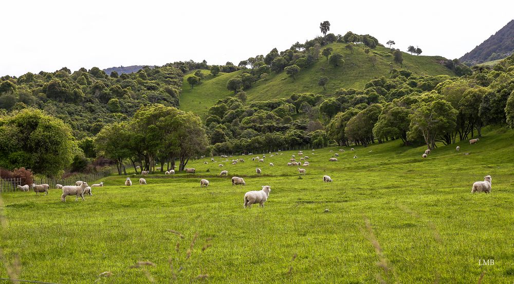 Hügel und Schafe
