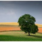 Hügelland im Sommer