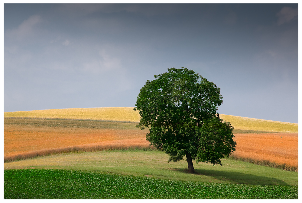 Hügelland im Sommer