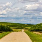 Hügellandschaft Rheinhessen