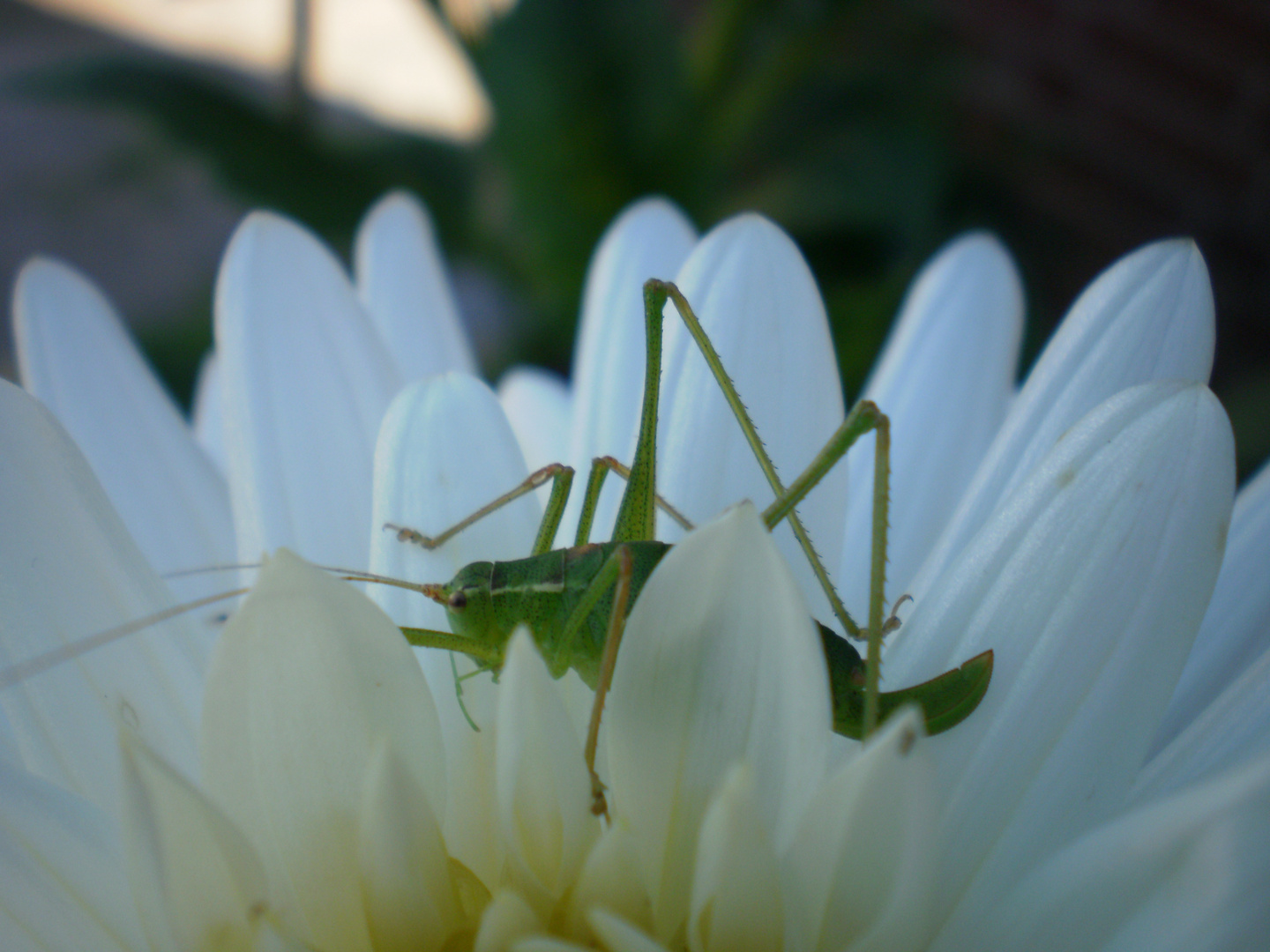 Hüh-Hüpf auf Blume