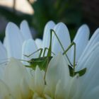 Hüh-Hüpf auf Blume