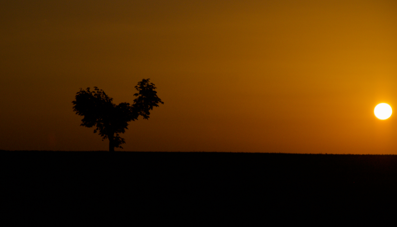 Hühnchenbaum im Sonnenuntergang