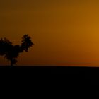Hühnchenbaum im Sonnenuntergang