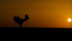 Hühnchenbaum im Sonnenuntergang