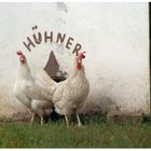 Hühner