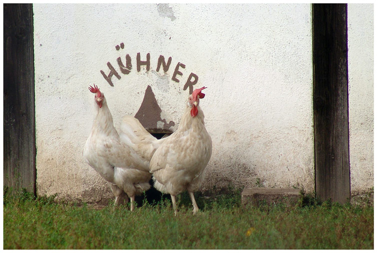 Hühner