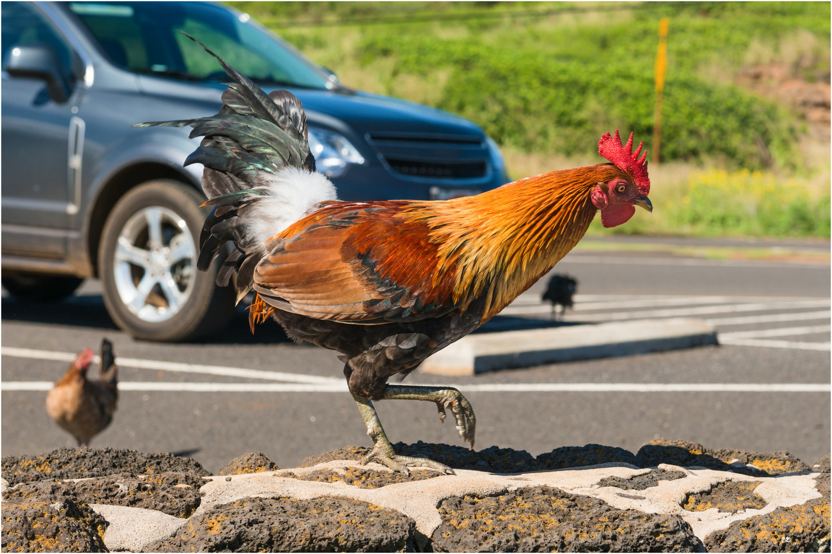 Hühner auf Kauai - Hawaii