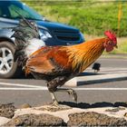 Hühner auf Kauai - Hawaii