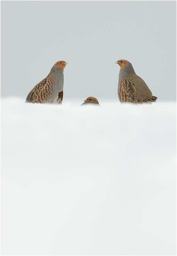 Hühner auf Wolke sieben